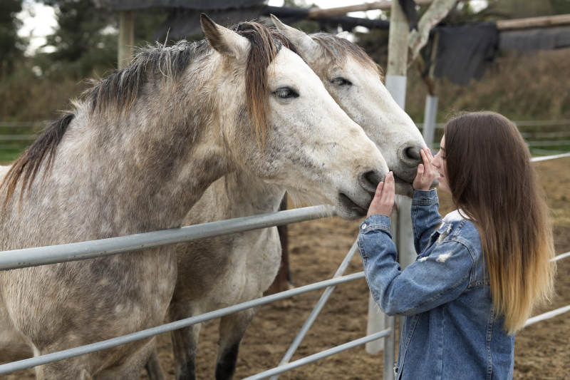A woman in a denim jacket gently touches the faces of two gray horses standing behind a metal fence in an outdoor enclosure.