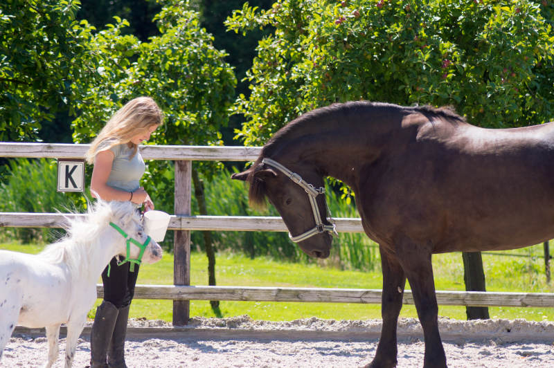 woman-standing-with-horse-fawn-ranch-sunny-day A woman stands next to a small white pony and a large dark horse in a sunny outdoor paddock, surrounded by green trees and a wooden fence.