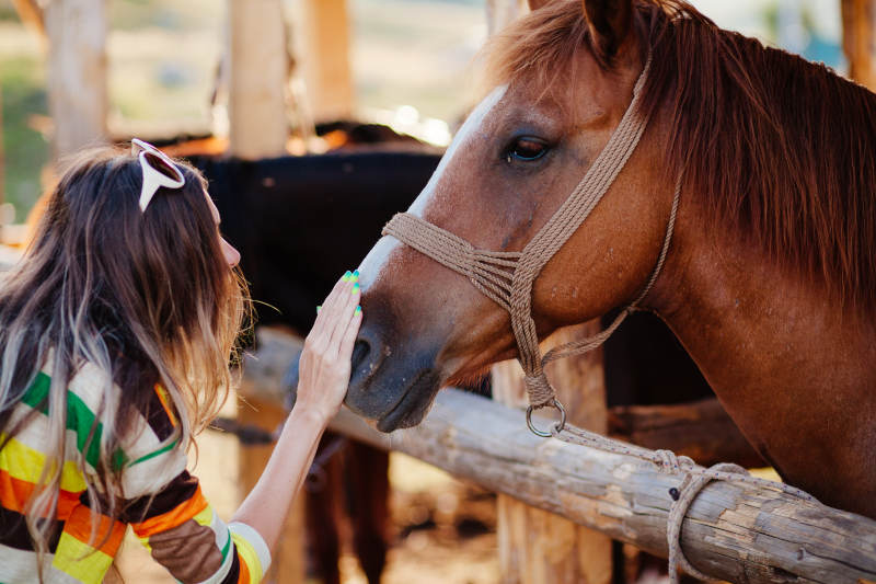 woman pets horse A woman wearing sunglasses and a colorful striped shirt gently touches a brown horse’s nose over a wooden fence in an outdoor setting.