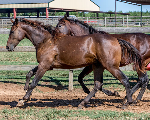 Two brown horses trot side by side on a dirt path in a fenced outdoor area, with grass and a barn in the background.