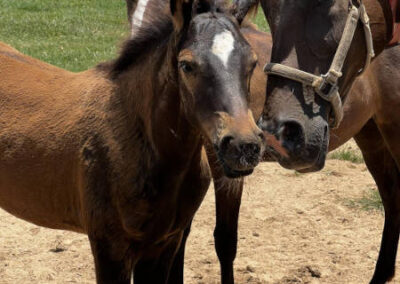 Three brown horses, including a foal in the center, stand close together on sandy ground in a fenced pasture with green grass and trees in the background under a sunny sky.