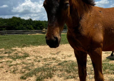 A brown horse with a dark mane stands on a dirt and grass field under a partly cloudy sky, with a fence and trees in the background.