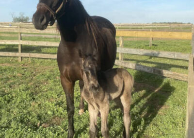 A dark brown mare stands in a grassy paddock with her light brown foal in front of her. They are both facing the camera on a sunny day, with a wooden fence and clear blue sky in the background.