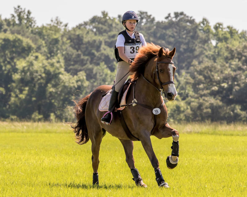 A rider in a helmet and numbered vest rides a brown horse with white markings on a grassy field, surrounded by trees in the background. The horse has one front leg raised as they move forward.