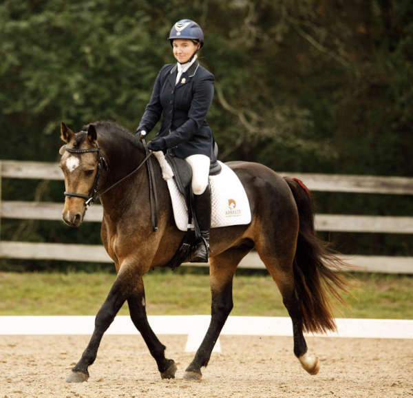 A person in formal equestrian attire rides a dark brown horse with a white-marked face in a sandy arena, with a wooden fence and trees in the background.