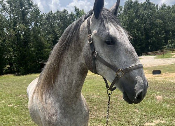 Close-up profile of a majestic gray horse in a lush green field.