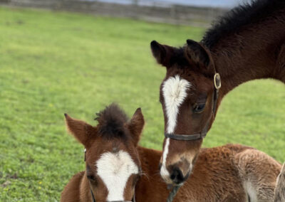 Two young brown and white foals with white markings on their faces are in a grassy field; one is lying down while the other stands close, both looking at a piece of rope on the ground. A wooden fence and cloudy sky are in the background.