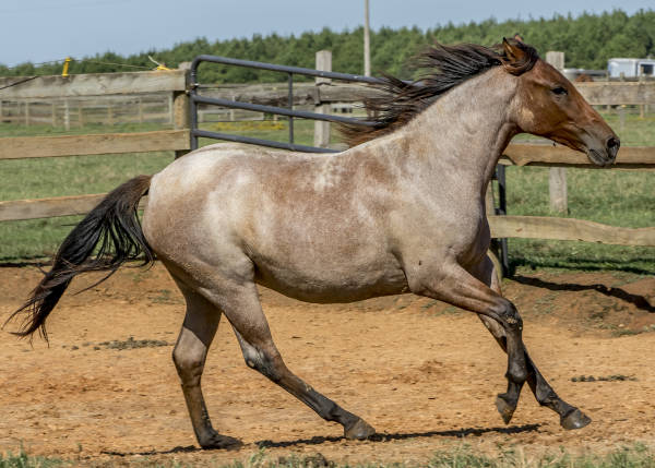 A brown horse with a dark mane and tail trots in a sandy, fenced paddock on a sunny day, with green grass and trees in the background.